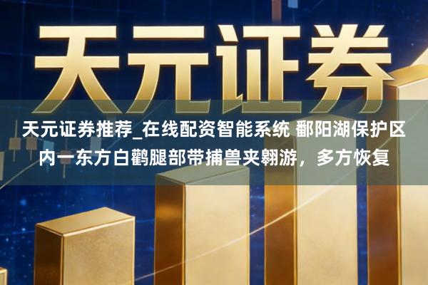 天元证券推荐_在线配资智能系统 鄱阳湖保护区内一东方白鹳腿部带捕兽夹翱游，多方恢复